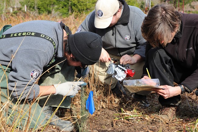 Three people kneel with various tools and note-taking instruments around very small sapling in area of brown soil and thicket