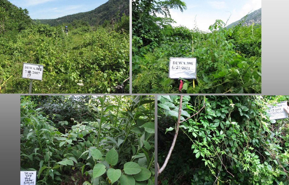 Four photos show invasive plants spreading over an area during 12 years Four photos show invasive plants spreading over an area during 12 years