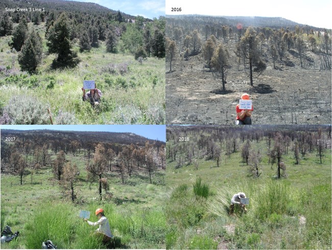A progession photo of the change in Strawberry Creek since the fire