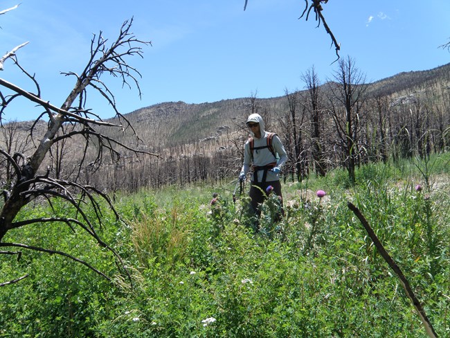 NPS staff spraying weeds.