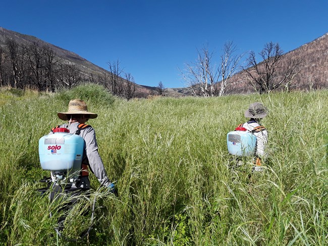 StrawberryFire_Long Two staff members looking for invasive weeds to spray