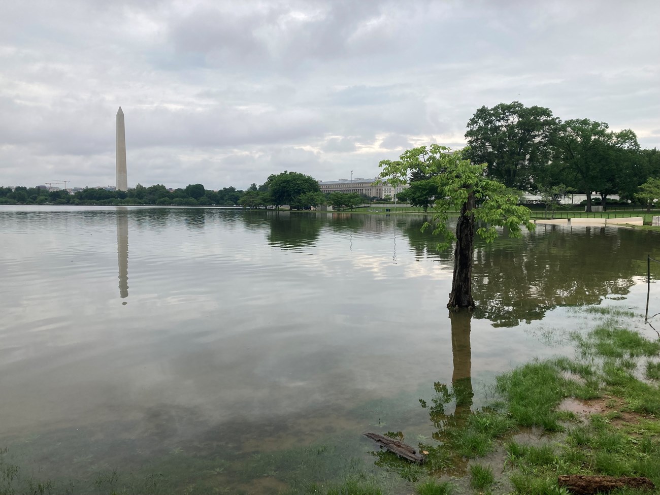Standing water flooding grassy foreground areas on an overcast day with the Washington Monument visible in the background and a few green leafed out trees.