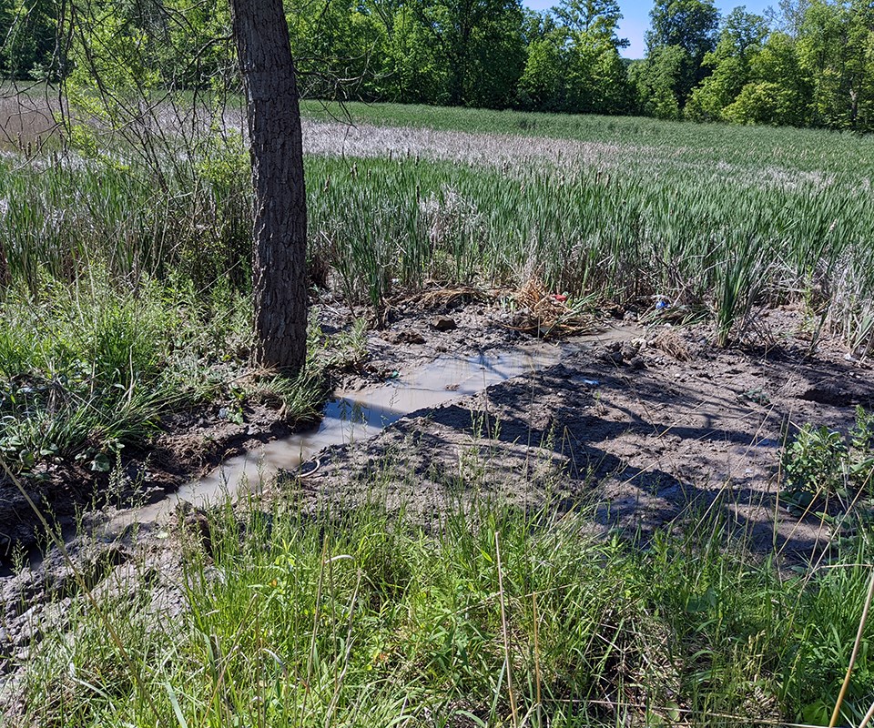 StumpyBasin_Erosion&Fill2_2022_cuva_sized A narrow ditch of water and a tree trunk surrounded by wetland plants and trees in the distance.
