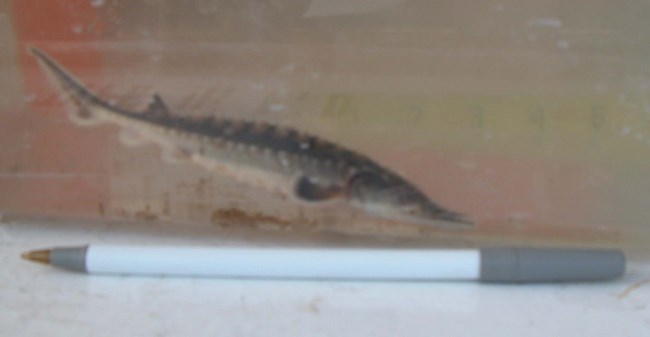 A 6-inch long juvenile Atlantic Sturgeon found in the James River, Virginia.