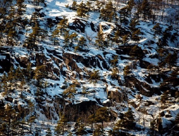 Trees can grow in a difficult mountain environment A snow covered cliff with coniferous trees interspersed.
