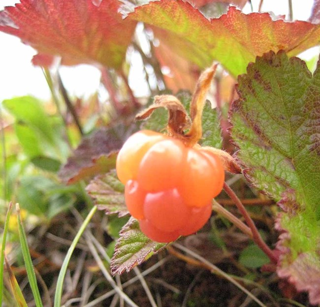 A single, plump cloudberry.