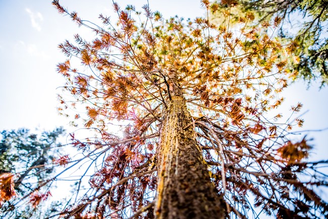 Sugar pine with white pine blister rust disease Looking up at dead branches of a sugar pine and the trunk, which is oozing pitch.
