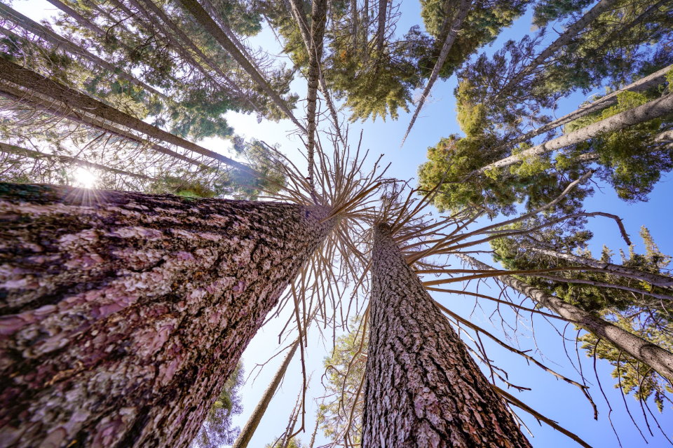 View looking up the trunks to dead and live tops of sugar pine trees