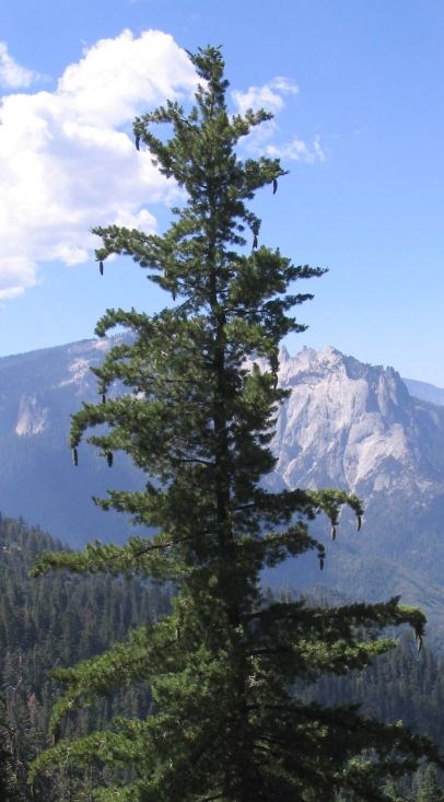 Sugar_Pine Tall, slender conifer with large pine cones at tips of drooping branches.