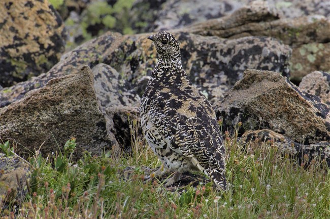 Mottled ptarmigan blends in with grey and brown lichen on rocks.