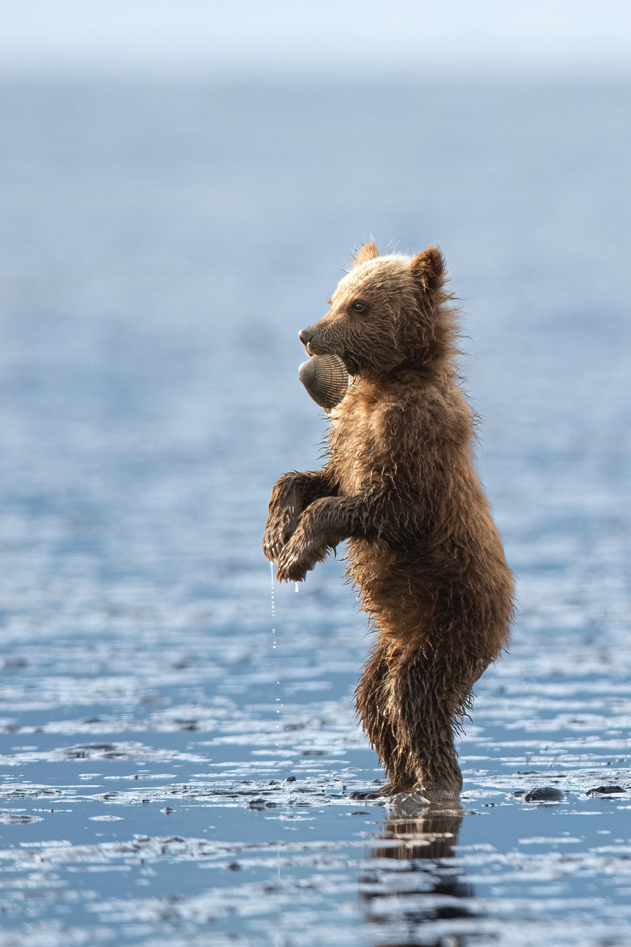 Summer and Brandon Jackman Tiny Treasure A brown bear cub stands on their hind legs in shallow water with a clam hanging from its mouth.