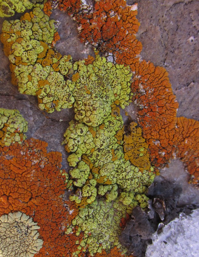 Alpine Sunburst Lichens on a rock.