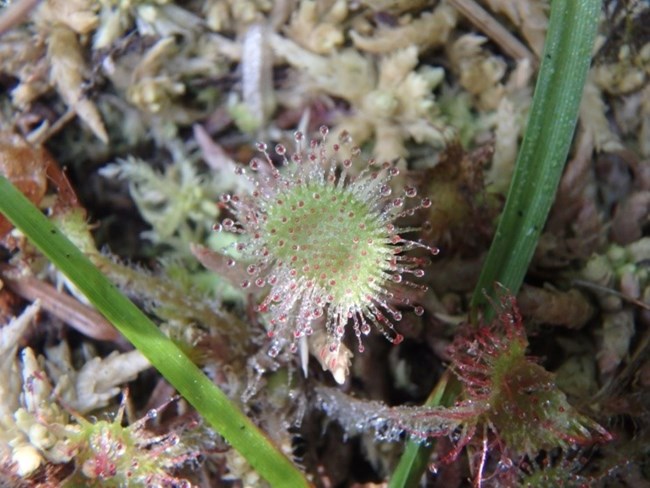 Round leaf Sundew Flower with short hairs coated in a sticky substance