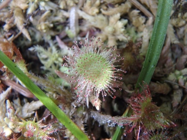 Flower with short hairs coated in a sticky substance