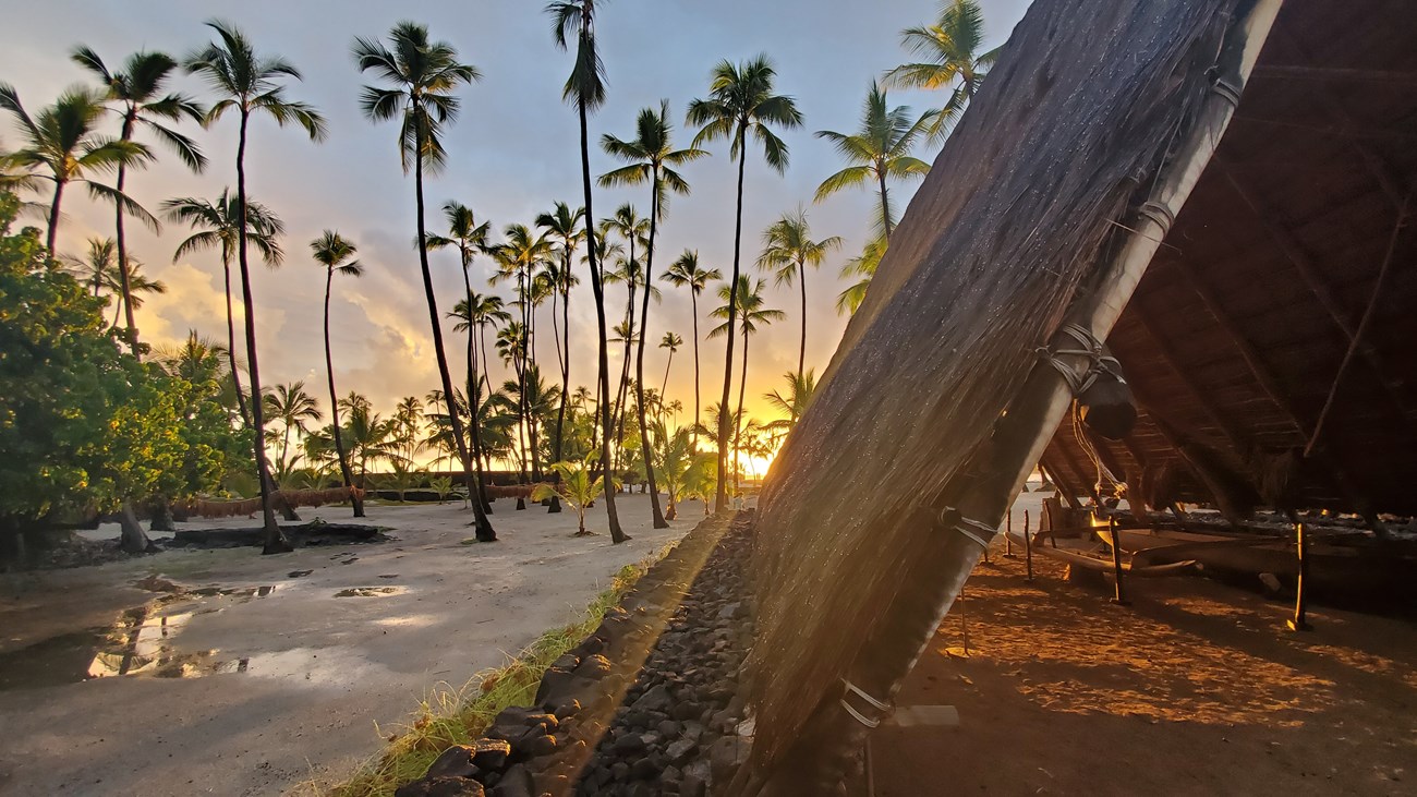 Hale at Sunset Half of an a-frame thatched canoe hale (house) at sunset with coconut trees in the background