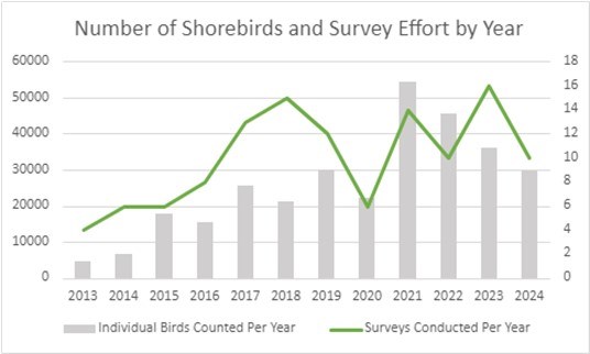 Survey Effort of Shorebirds The number of total shorebirds observed each year during International Shorebird Surveys on Assateague Island (MD), from 2013-2024.
