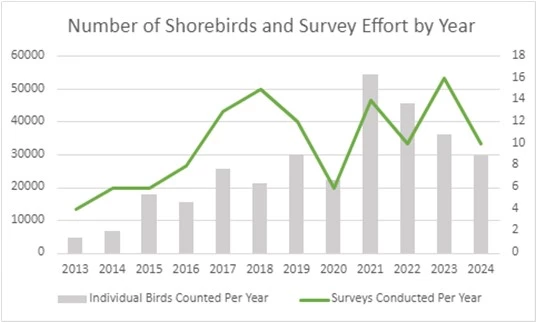 Survey Effort of Shorebirds The number of total shorebirds observed each year during International Shorebird Surveys on Assateague Island (MD), from 2013-2024.