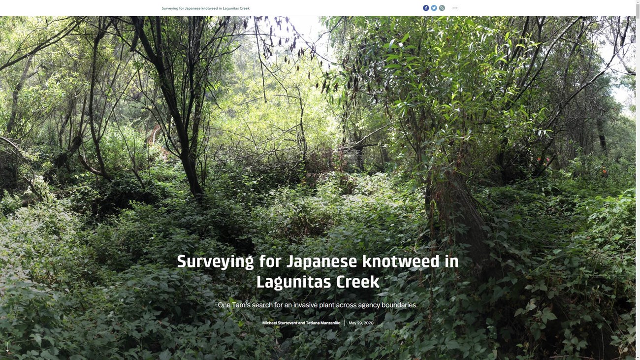 Surveying for Japanese Knotweed Cover page screenshot of, and link to, the "Surveying for Japanese Knotweed in Lagunitas Creek" story map.