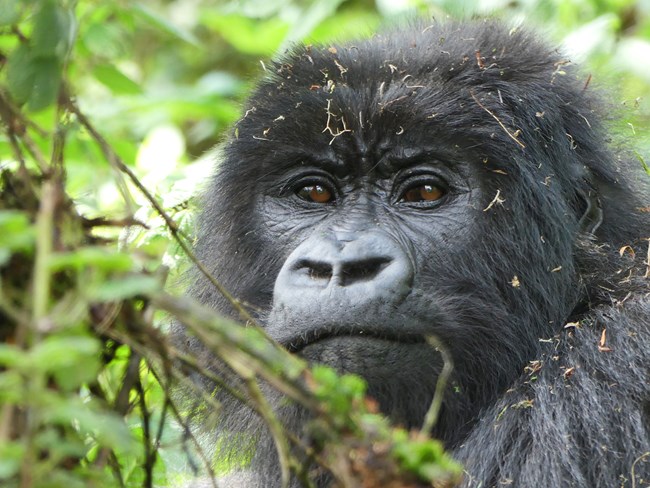 Mountain gorilla Portrait of a mountain gorilla lightly covered in tiny bits of plant material.