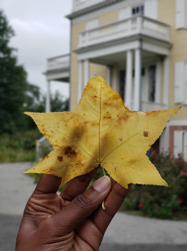 A hand holding a 5-pointed yellow leaf, with a yellow house in the background.