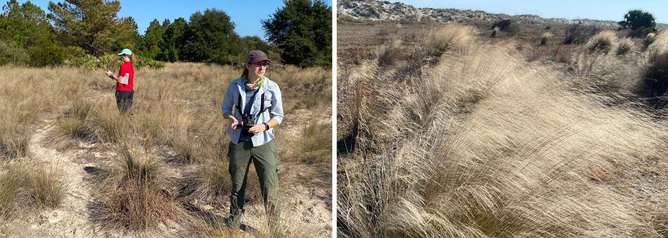 Sweetgrass Survey at CUIS two people standing in plot of sweetgrass and closeup of sweetgrass
