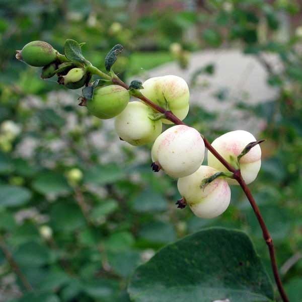 Small, round, whitish-pink flowers on bare stem.