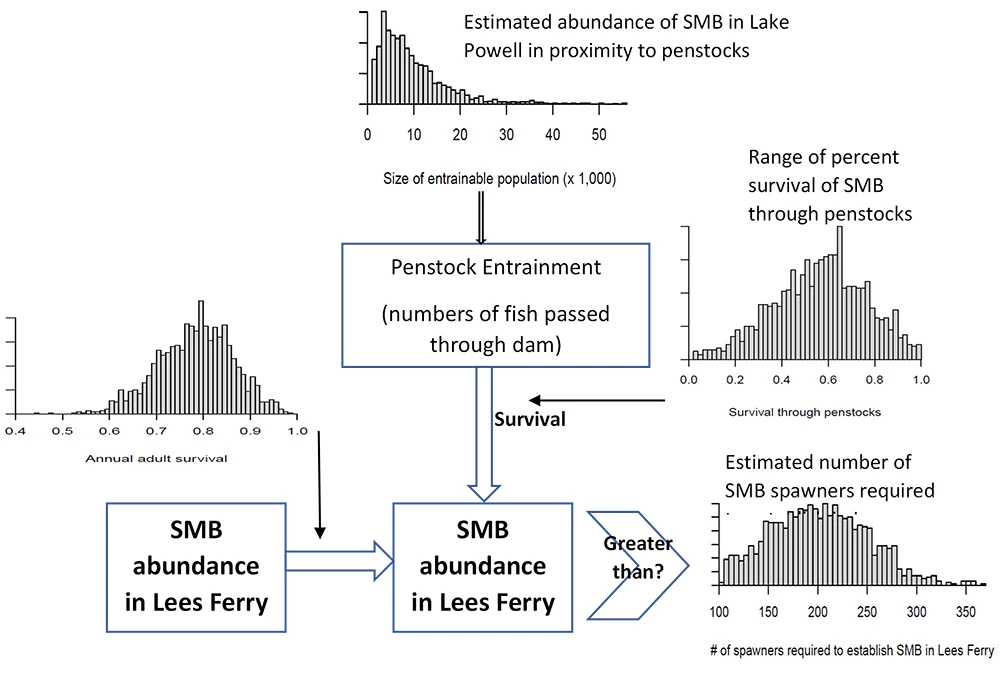T Fig5_web A conceptual model showing how to understand the factors that influence risk of smallmouth bass entrainment.
