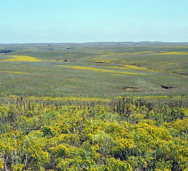 Tallgrass Prairie National Preserve A vast expanse of prairie with grasses and patches of yellow flowering plants.