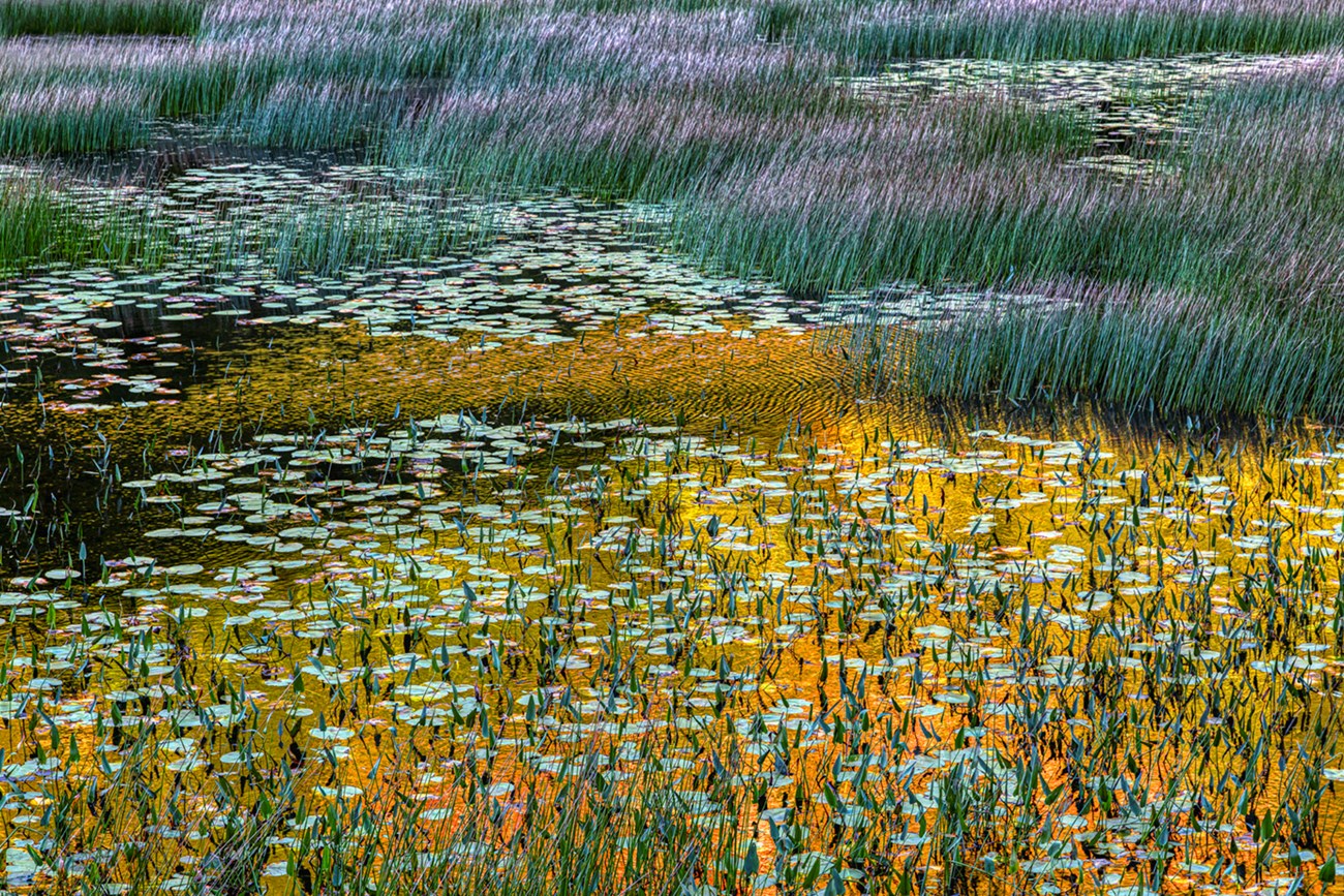 Grasses and floating plants create patterns on the calm surface of water