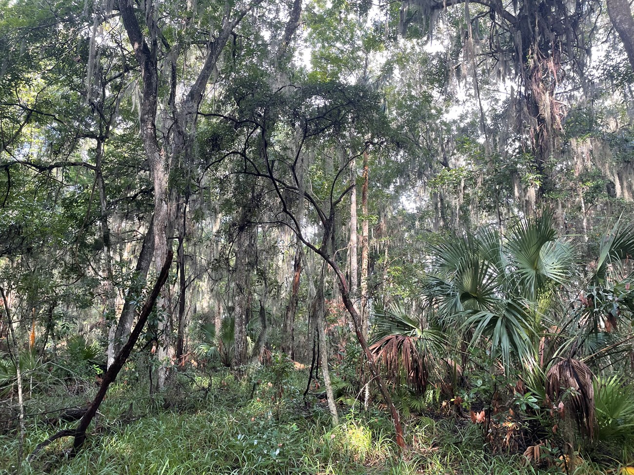 Forest with saw palmettos and tall moss covered trees