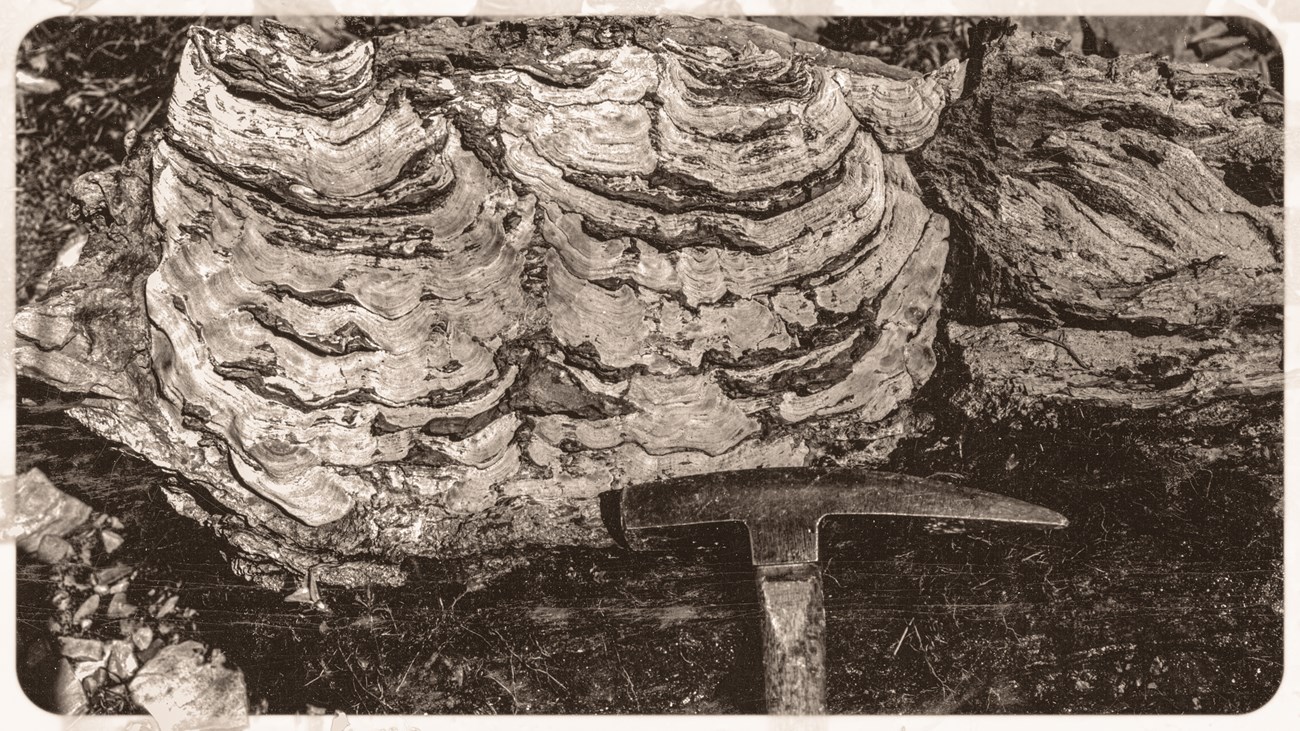 This picture, taken by Richard Rezak (USGS) in 1951, shows a geologist’s hammer resting on a stromatolite fossil. a geologist’s hammer resting on a stromatolite fossil
