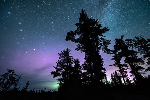 Silhouette of trees in front of a starry night sky with a purple and green glowing aurora.