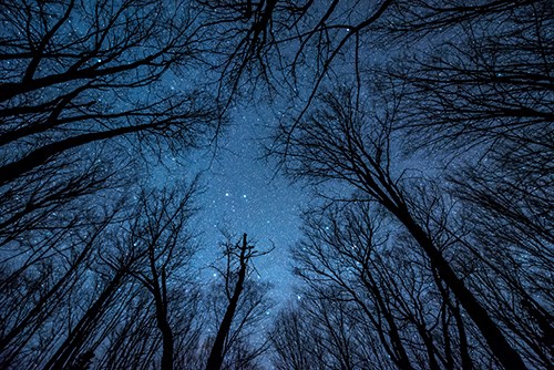 Looking up in the center of maple tree silhouettes to a starry sky.