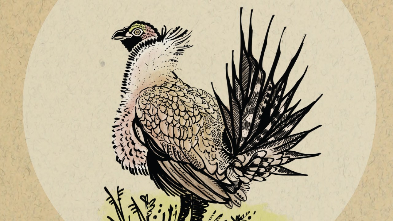 drawing of plump bird with small head. Large collar of white feathers. Huge plume of tall feathers on rump.