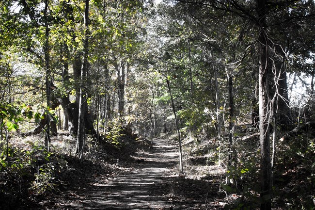A trail leads down through a dense deciduous forest