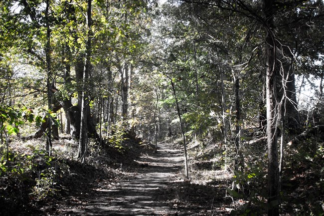 lt= A trail leads down through a dense deciduous forest