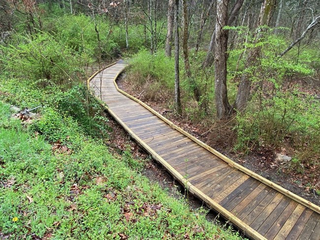 lt= Wooden plank trail winds through a dense green forest.