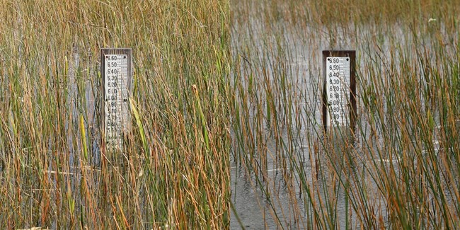 Two gauges with measurements are shown in a flooded wetland.