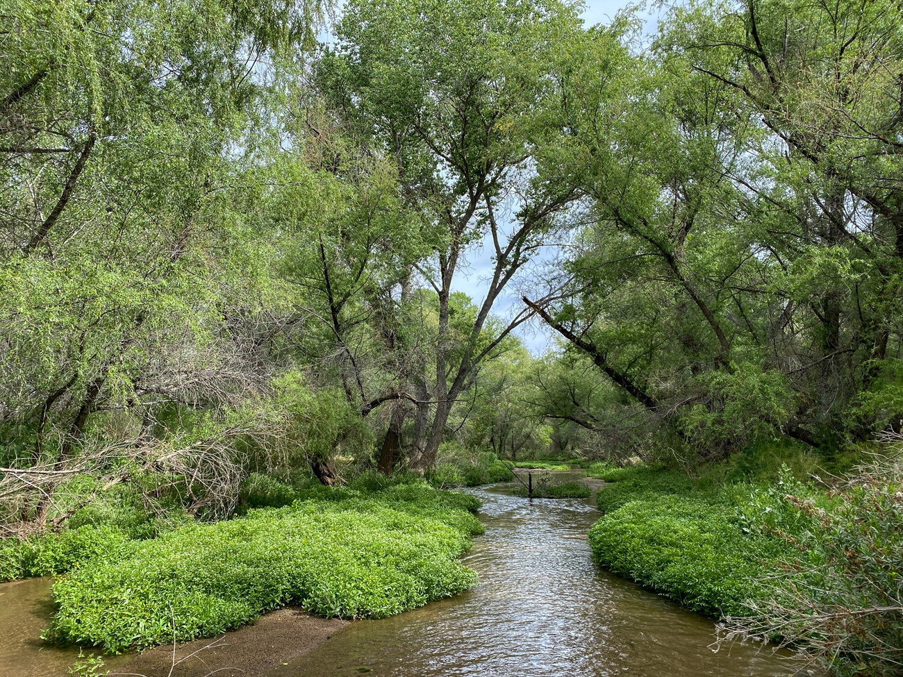 A river flows through tall, lush green trees, grass, and bushes.