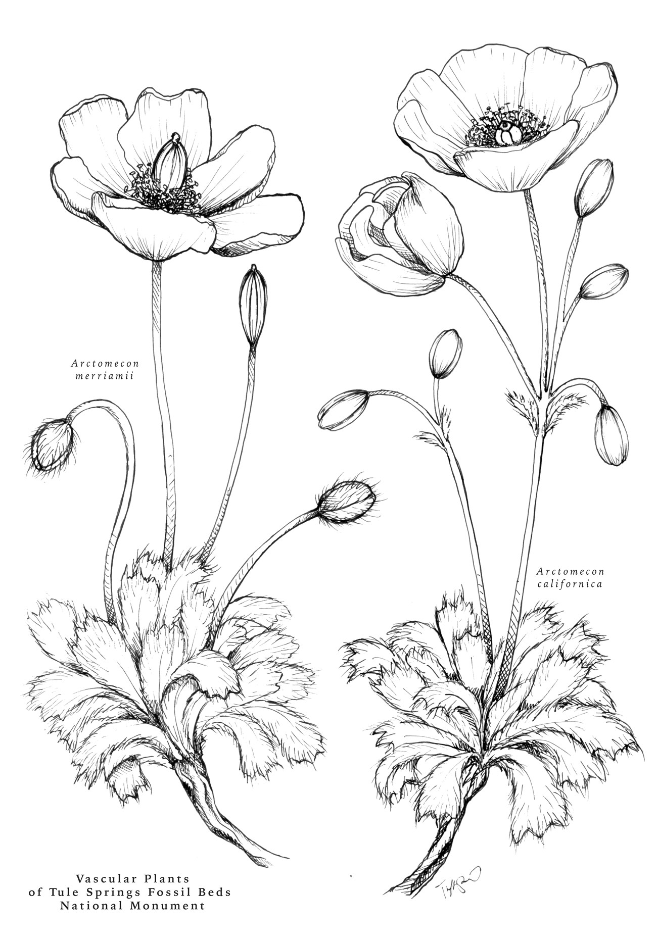 Poppy illustrations Detailed, side-by-side drawings of the leaves, buds and flowers of two species of poppies.