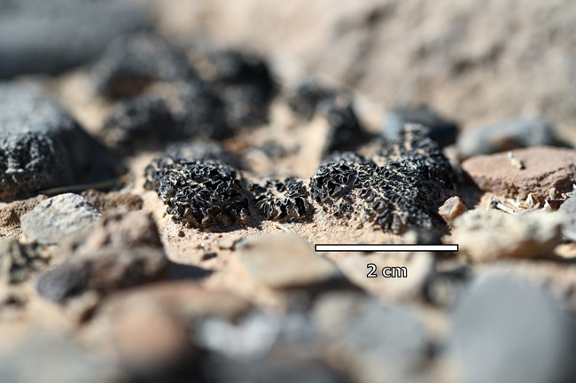 Close up of lichen on the ground.