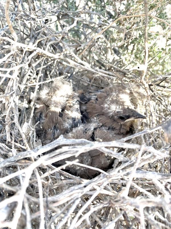 LeConte's Thrasher nest in a bush