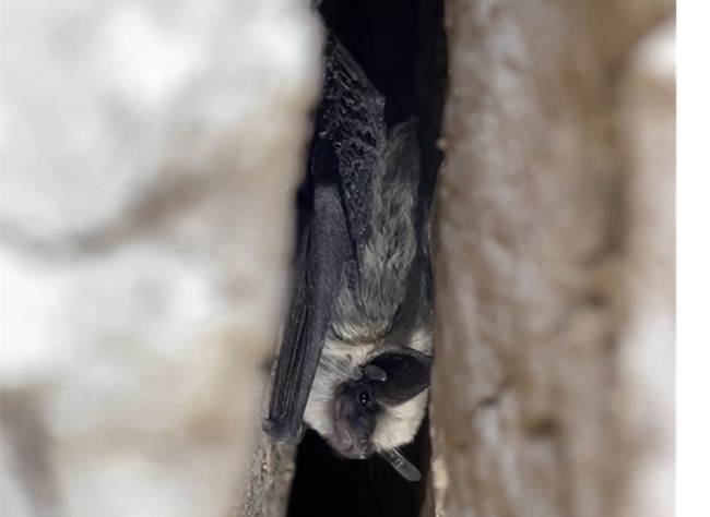 A bat in a crevice.