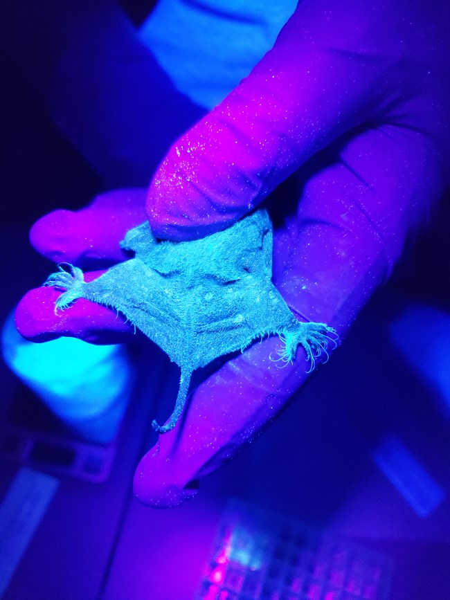 Tail end of a bat being held under UV light, such that everything appears to be shades of purple.