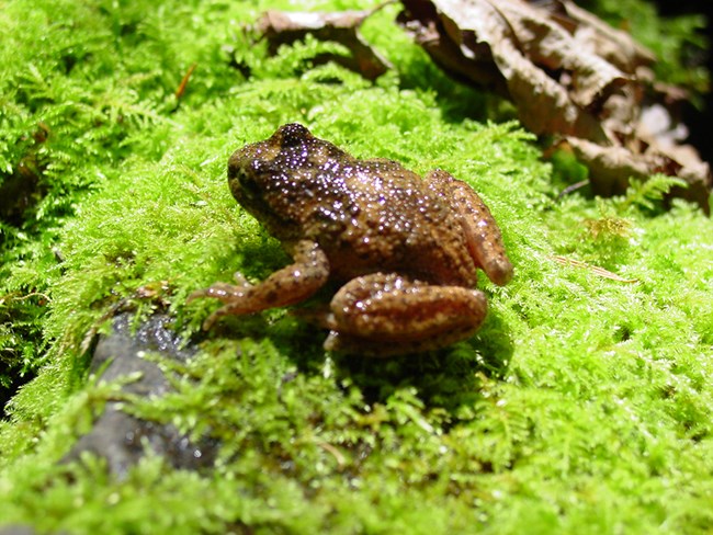 Tailed Frog Small brown frog with bumpy skin.