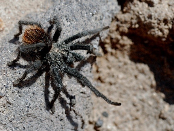 large hairy spider