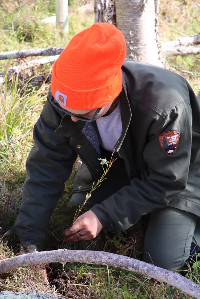 An NPS ranger wearing an orange hat kneels in a wetland and prepares to plant a sapling tree in the soil.l