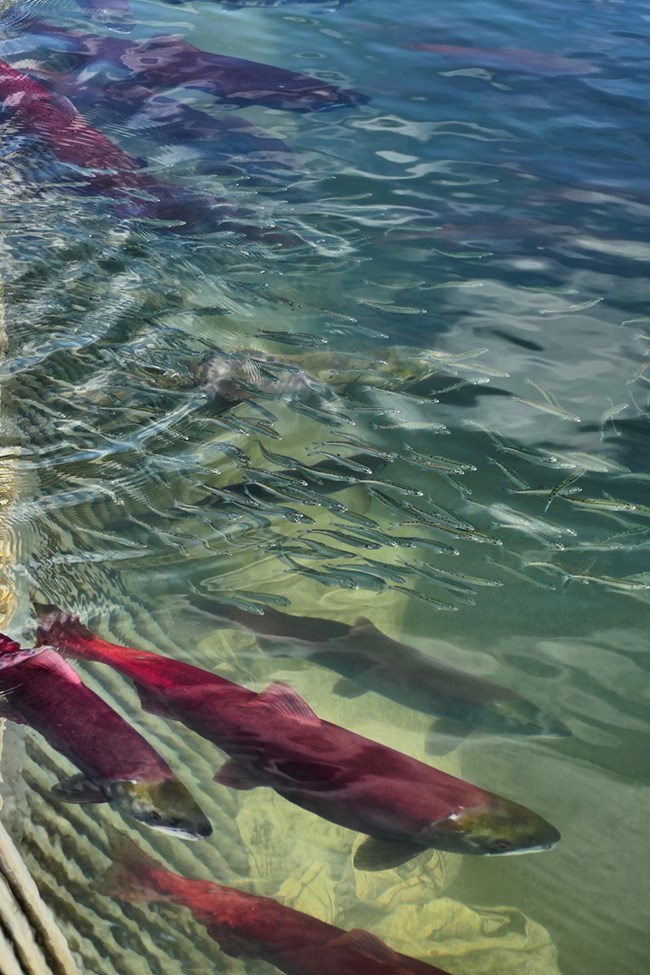 Adult and fry salmon swim past a weir.