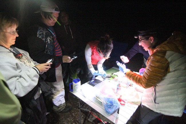 Five volunteers around a table processing captured bats.