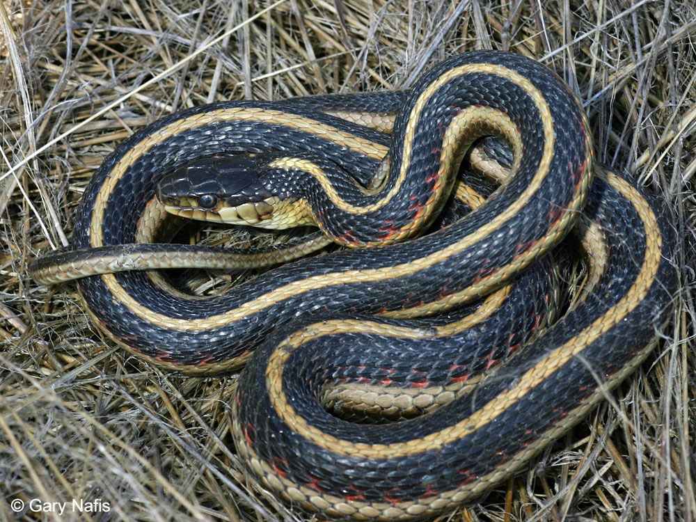 Blackish snake with yellow dorsal stripe and red side-blotches coiled in the grass.